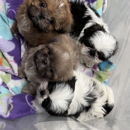 Shih Tzu Puppies from DavOrr’s LoweryBell Shih Tzus