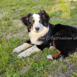 Miniature Australian Shepherd and Toy Australian Shepherd All Grown Up from Tagalong Lane Australian shepherds