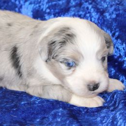Almond - Blue merle female Miniature Australian Shepherd puppy in Lufkin, Texas from Texas Lil Cowdogs