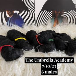 Poodle Puppies from Cascadia Standard Poodles