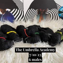 Poodle Puppies from Cascadia Standard Poodles
