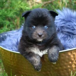 Zinnia - Black and white female Pomsky puppy in Missouri from Husky Hill Kennel
