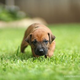 Cash - Rd whtn blk nose male Rhodesian Ridgeback puppy in Round Rock, Texas from Lone Star Ridgebacks