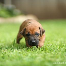 Cash - Rd whtn blk nose male Rhodesian Ridgeback puppy in Round Rock, Texas from Lone Star Ridgebacks