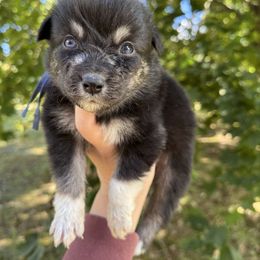 Atlas - Black tri-color male Australian Shepherd puppy in Kalamazoo County, Michigan from Loveland Kennels