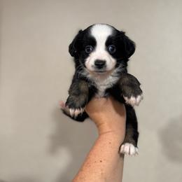 Female1 - Black tri female Miniature Australian Shepherd puppy in Angleton, Texas from 4LH Australian shepherds