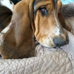 Scarlet - Basset Hound