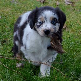 Australian Shepherds from Five Stars Australian Shepherds