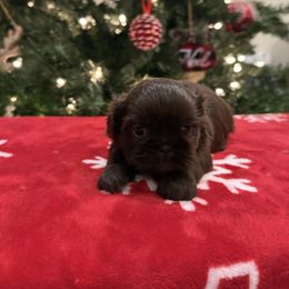 Dominica - Chocolate female Shih Tzu puppy in Success, Missouri from Sweet Success
