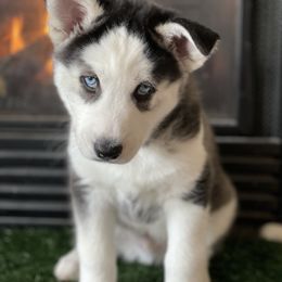 Siberian Husky Puppies from Husky Love and Pups