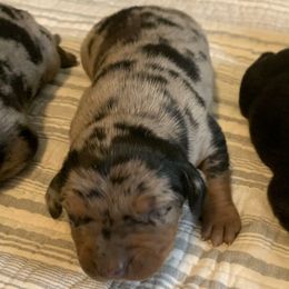 Boy 5 - Blue merle male Catahoula Leopard Dog puppy in Gadsden, Alabama from Rich Cat’s