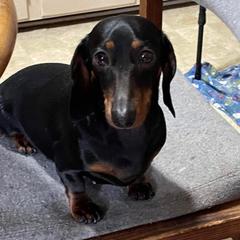 Princess - Dachshund