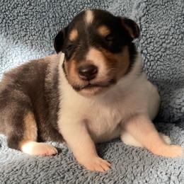 Lilith - Black white and tan female Collie puppy in Yulee, Florida from Three Collie Farm