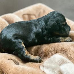 Angus - Black and tan male Schnoodle puppy in Kentucky from Mrs Bs Teeny Schnauzers & Doodles