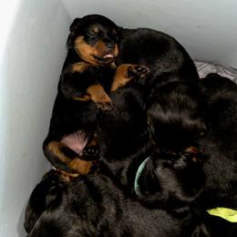 Rottweiler Puppies from Rottbies