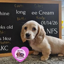 Josephine - Cream female Dachshund puppy in Hoquiam, Washington from Heyd's Mini Dachshunds