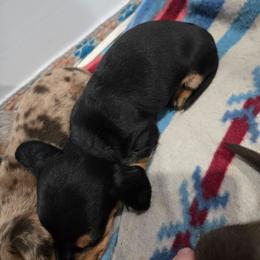 Black and Tan male short hair - Black and tan male Dachshund puppy in Fulton, Missouri from New Hope Dachshund Puppies