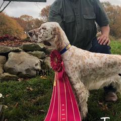 TESSA  - English Setter