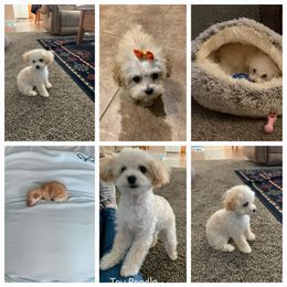 Poodle Puppies from Caboodles Of Poodles