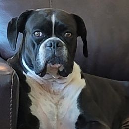 Boxers from Elizabeth's Boxers