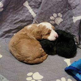 Havapoo puppies from HopplevalleyPTA...(Puppies To Adore)