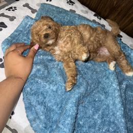 Cavapoo Puppies from Teddy & Elly Litter