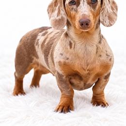 Sofia - Dachshund
