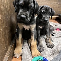 Great Dane Puppies from Sovereignty Woods Great Danes