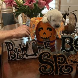 Golden Retriever Puppies from Tupelo Honey Farm's Golden Retrievers