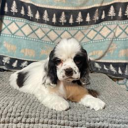 Jingle - Brown and white male Cocker Spaniel puppy in Delphi, Indiana from Benchmark Cockers