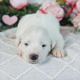 Girl 1 Yellow - White female Great Pyrenees puppy in Yakima, Washington from Naches Heights Ranch
