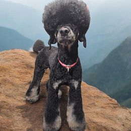 Theo - Poodle