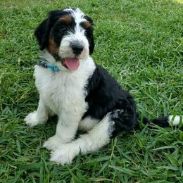 Aussiedoodle Puppies from Southwest Florida Doodles