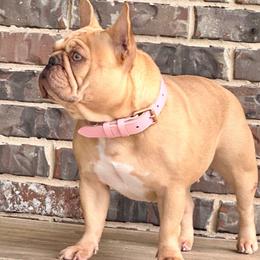 Molly - French Bulldog