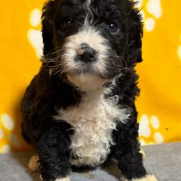 Rosie - Black and white female Bernedoodle puppy in Battle Creek, Michigan from T-Rose’s Bernedoodle & Pomsky Puppies