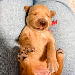 Pink collar - Golden female Golden Retriever puppy in Lehi, Utah from Open Star Goldens