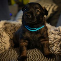 Margaery - Fawn female Belgian Malinois puppy in Baltimore, Maryland from Abenteurer German Shepherds & Belgian Malinois