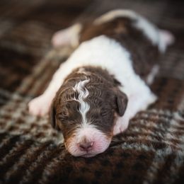 Fleece - Brown and white male Bernedoodle puppy in Caldwell, Idaho from Boise Doodle Co.