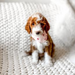 Mufasa - Red  male Goldendoodle puppy in Springville, Utah from Happy Doodle