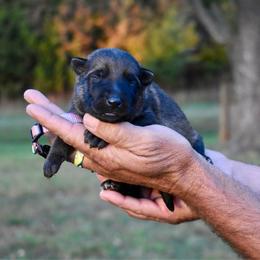 Lavender - Sable female German Shepherd puppy in Cherryville, North Carolina from Masky Kennel