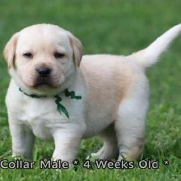 Luke (Green Collar) - Yellow male Dilute Retriever puppy in Little Rock, Arkansas from Charcoal And Silver Labs
