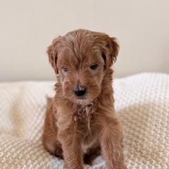 Female 3 - Red  female Goldendoodle puppy in Modesto, California from Central Valley Canine Companions
