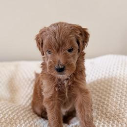 Female 3 - Red  female Goldendoodle puppy in Modesto, California from Central Valley Canine Companions