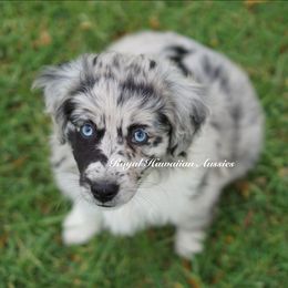 Sebastian-Overseas Abroad (International) reserved - Miniature American Shepherd puppy from Royal Hawaiian Aussies LLC