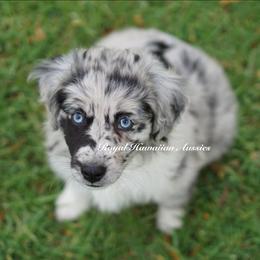 Sebastian-Overseas Abroad (International) reserved - Miniature American Shepherd puppy from Royal Hawaiian Aussies LLC
