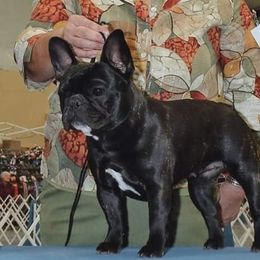 Midnight @ Kingfriend - French Bulldog