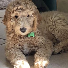 Goldendoodle Puppies from Jessie’s Doodles