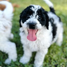 Samara - Parti female Goldendoodle puppy in Naples, Florida from Paradise Coast Doodles