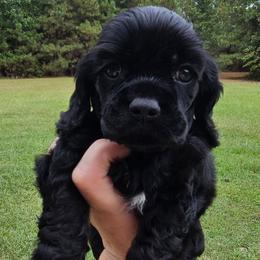Vader - Black male Cocker Spaniel puppy in Florence, South Carolina from Reddick's American Cocker Spaniels