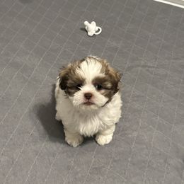 Sunny - Liver and white male Shih Tzu puppy in Springboro, Ohio from Shih Tzus of Springboro LLC.